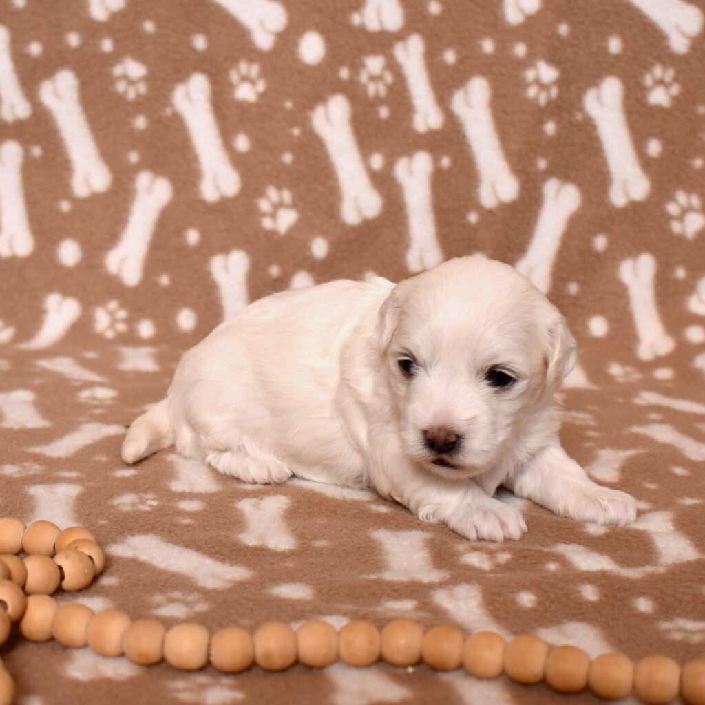coton de tulear dog puppy near me
