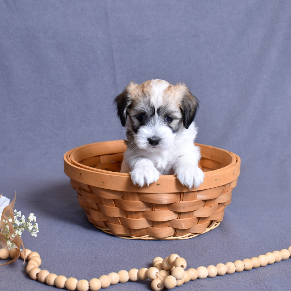 coton de tulear puppies for sale