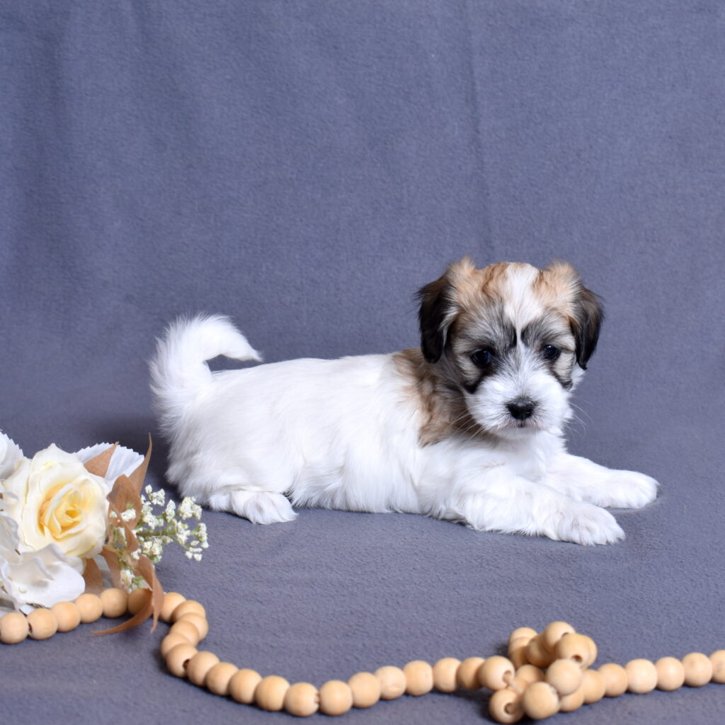 coton de tulear puppies for sale lancaster