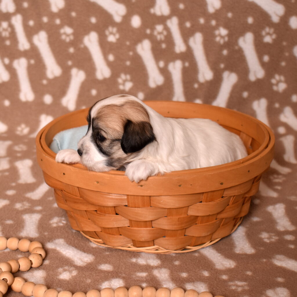 coton de tulear puppies for sale lancaster