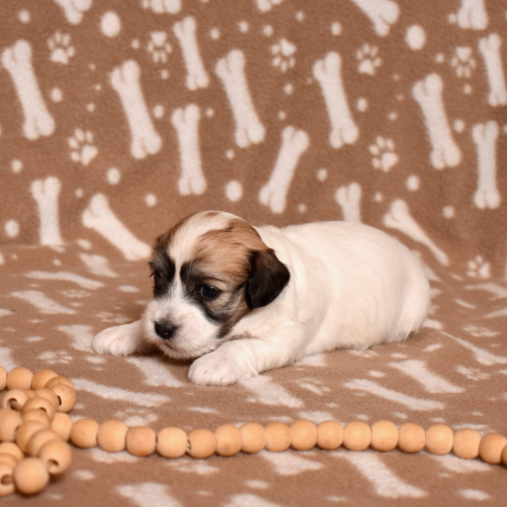 coton de tulear puppies for sale lancaster pa