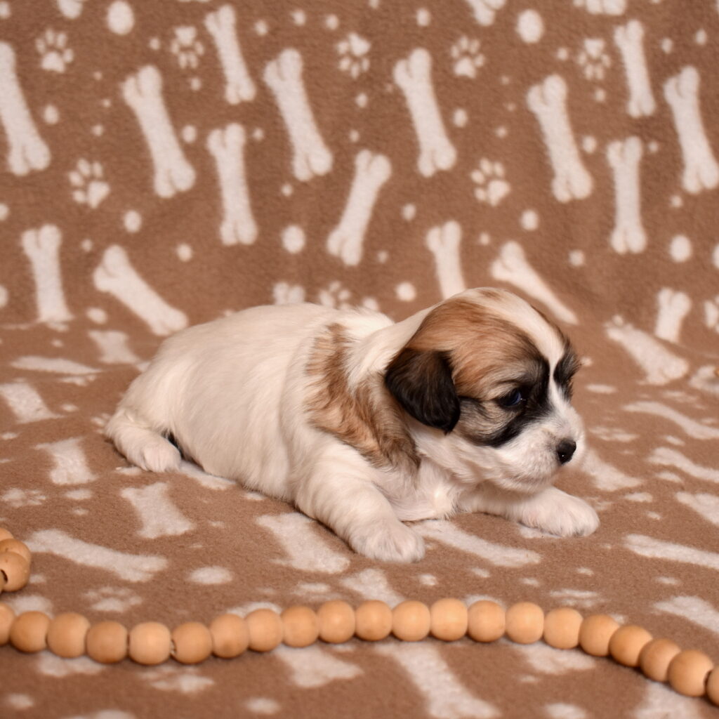 coton de tulear puppies for sale little stream puppies
