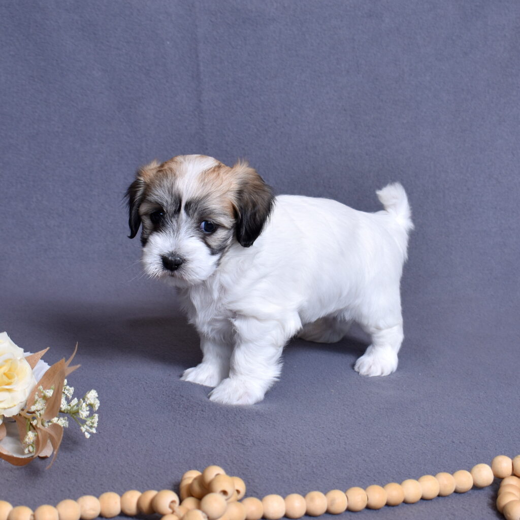 coton de tulear puppies for sale near lancaster