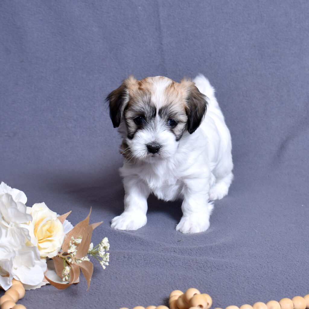 coton de tulear puppies for sale near me