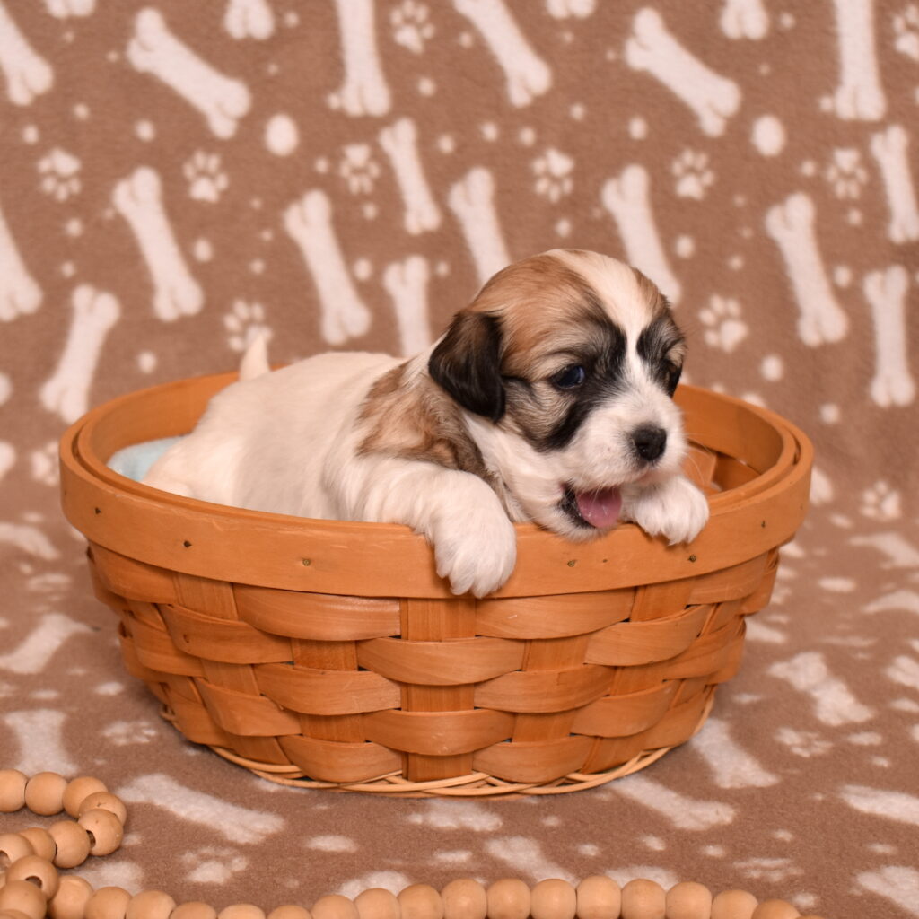 coton de tulear puppies for sale near me