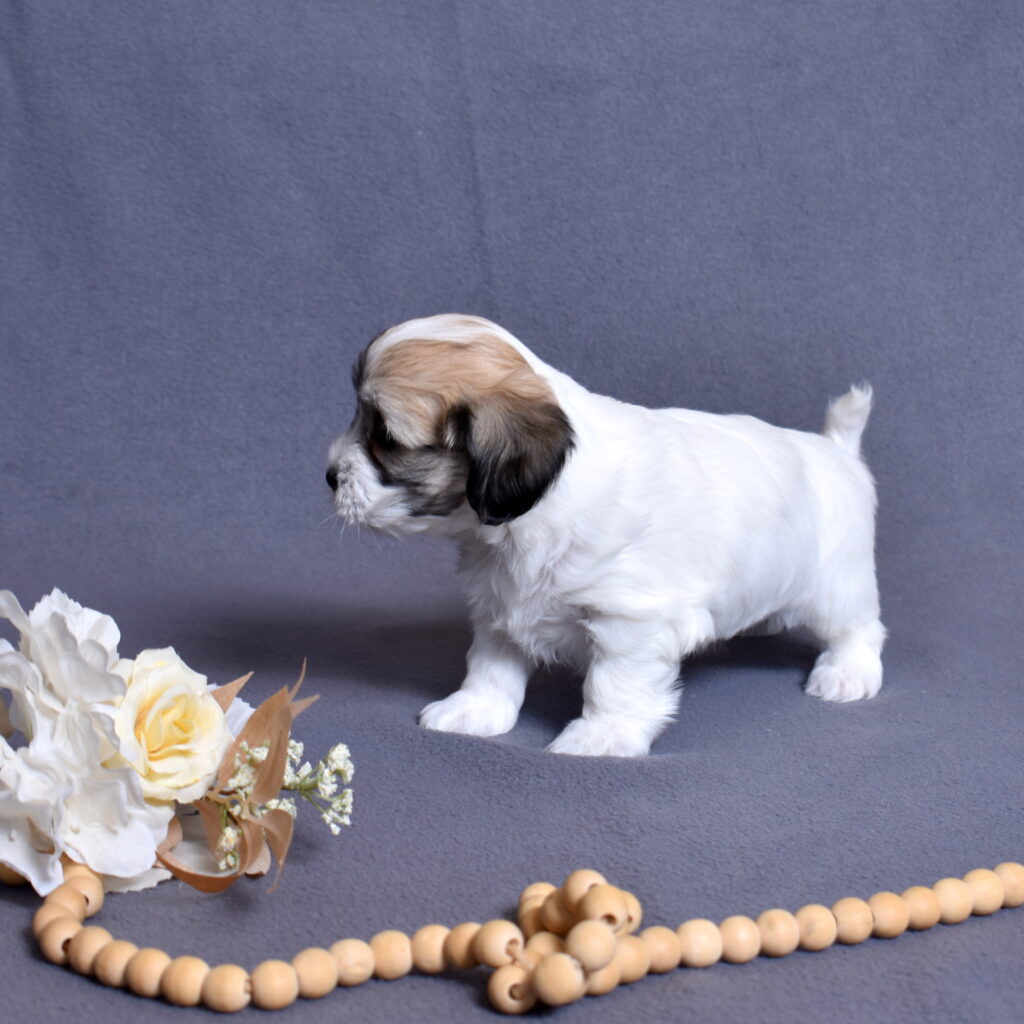 coton de tulear puppies for sale near pa