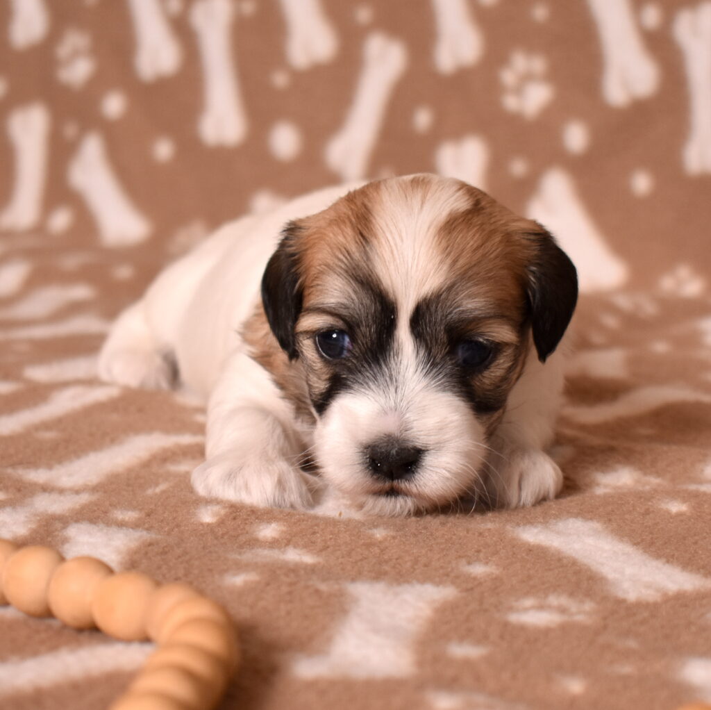 coton de tulear puppies for sale near pa