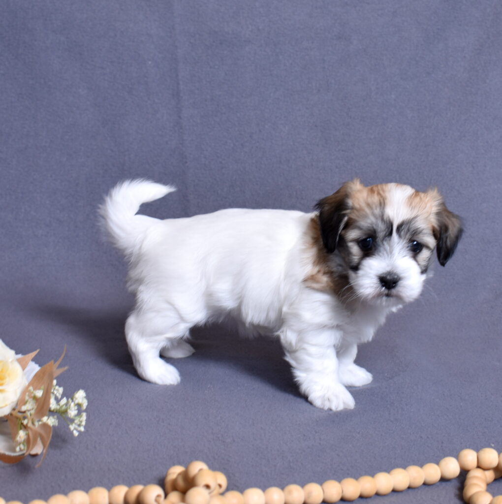 coton de tulear puppies for sale now