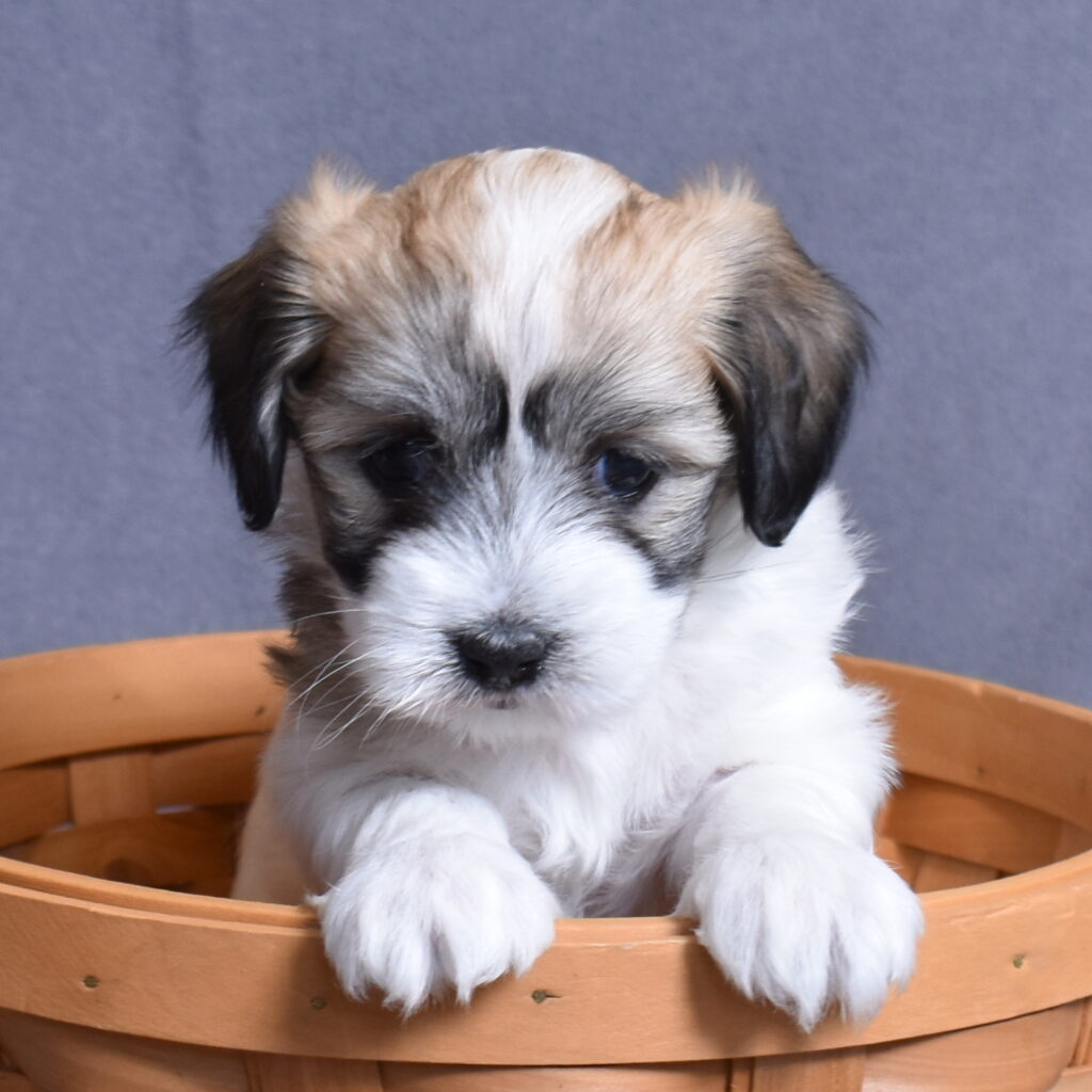coton de tulear puppies for sale pa