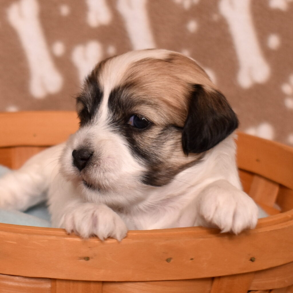 coton de tulear puppies for sale pa