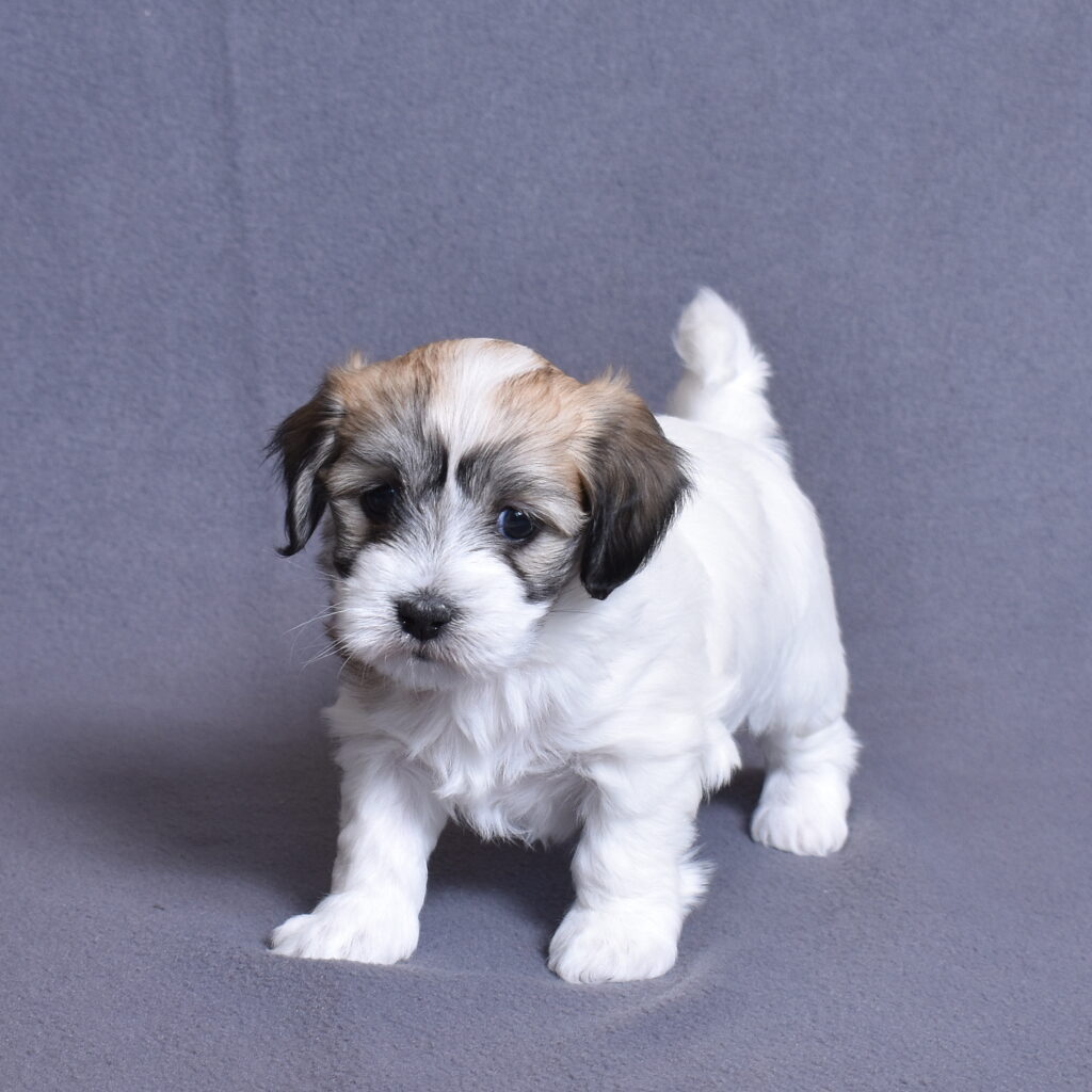 coton de tulear puppies for sale philly