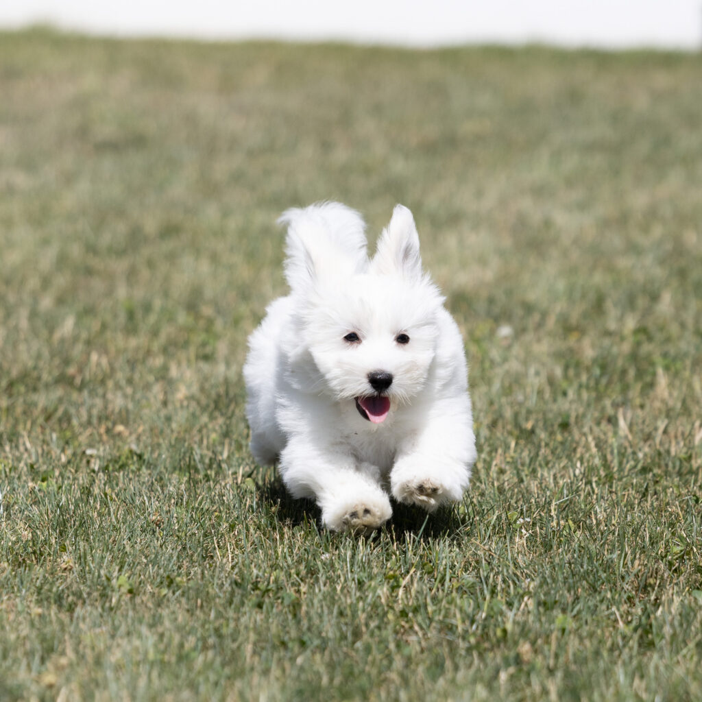 hypoallergenic small coton de tulear puppies