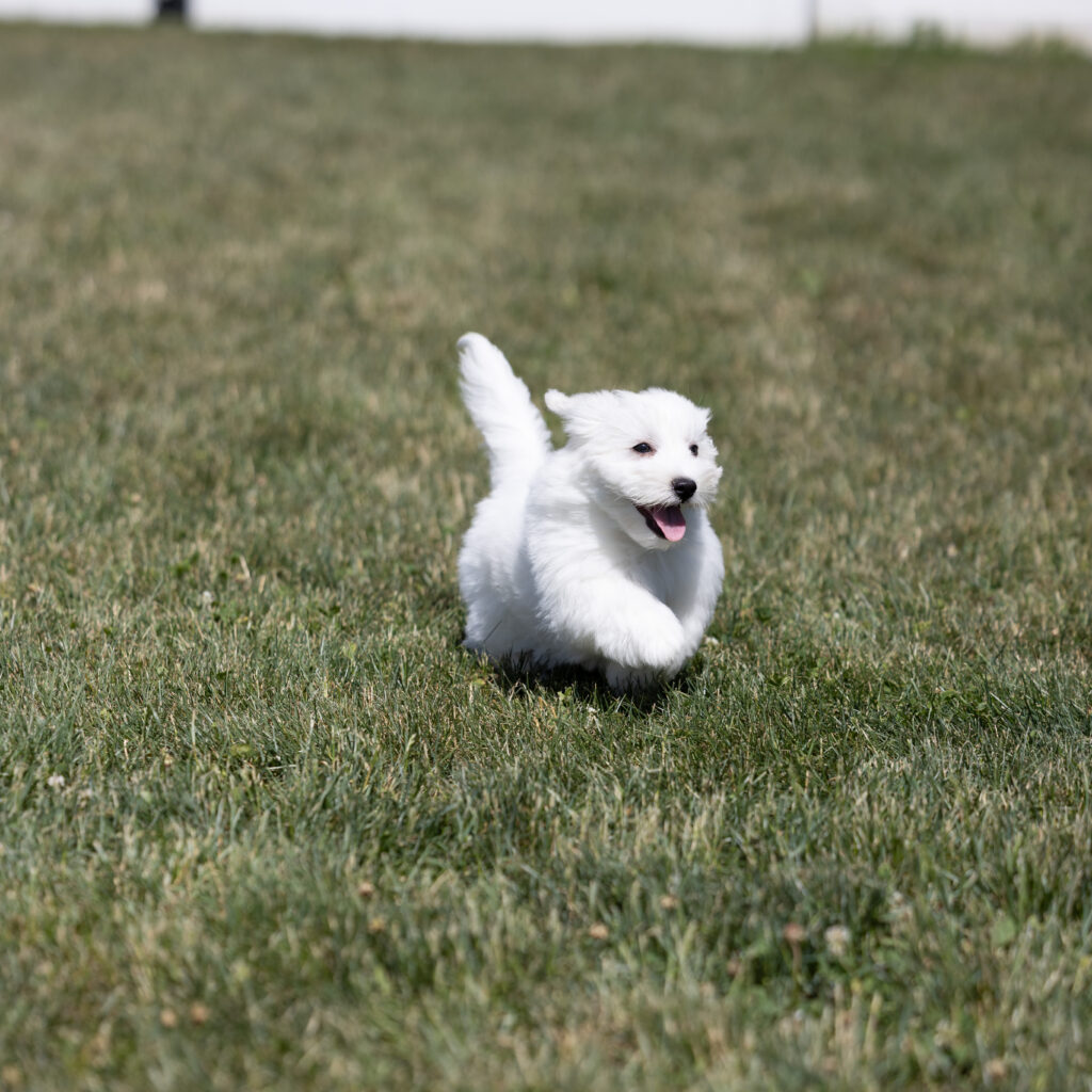 hypoallergenic small coton puppies