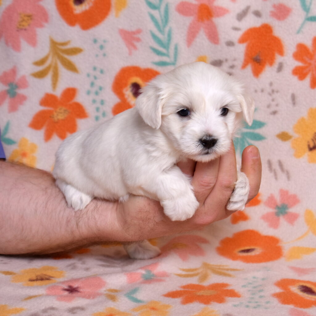 hypoallergenic small dogs