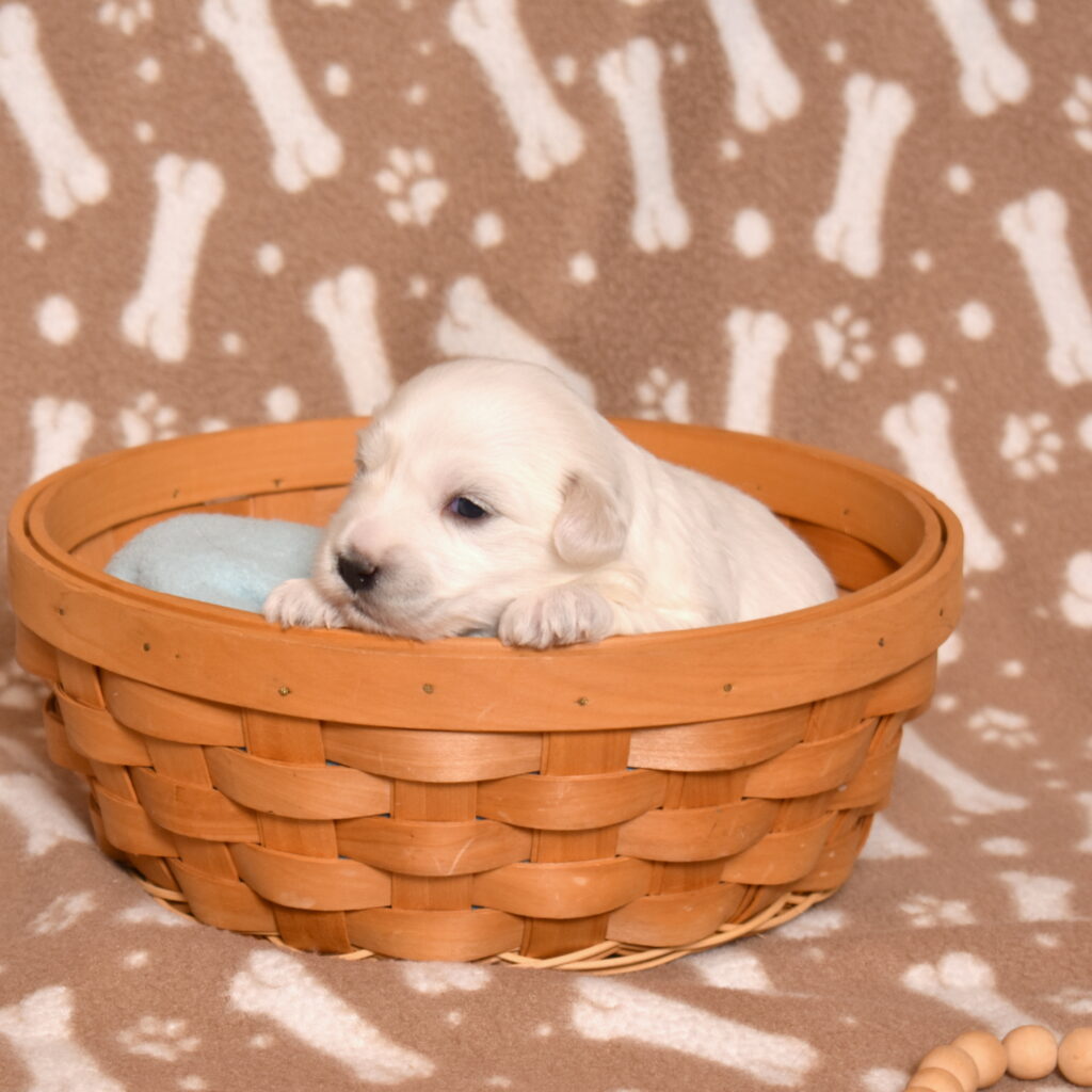 hypoallergenic small dogs