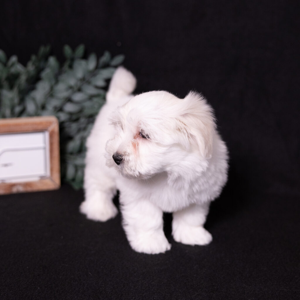 hypoallergenic small dogs