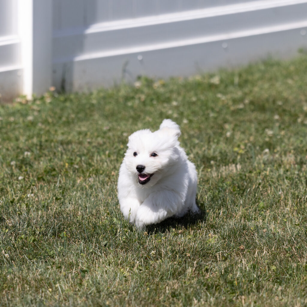 hypoallergenic small dogs