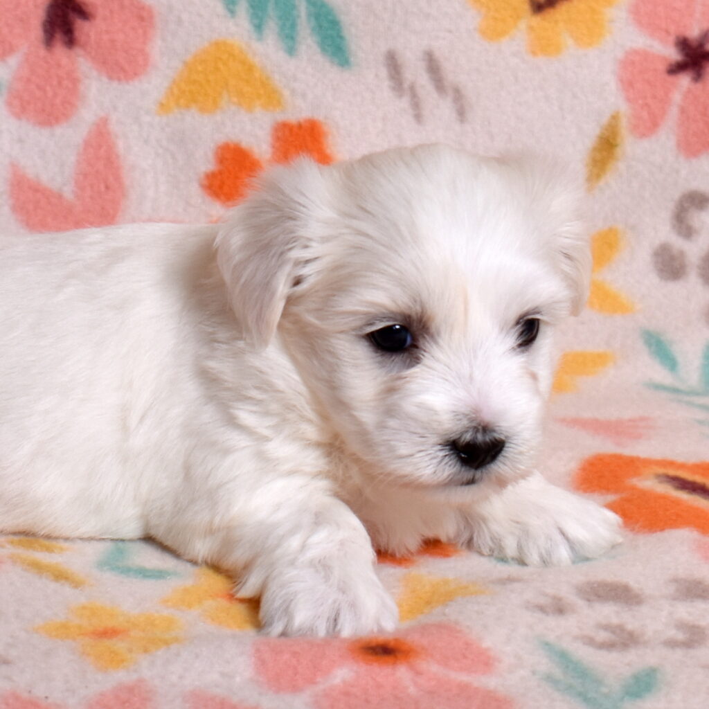 hypoallergenic small dogs breeds