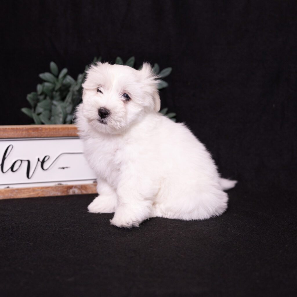 hypoallergenic small dogs coton