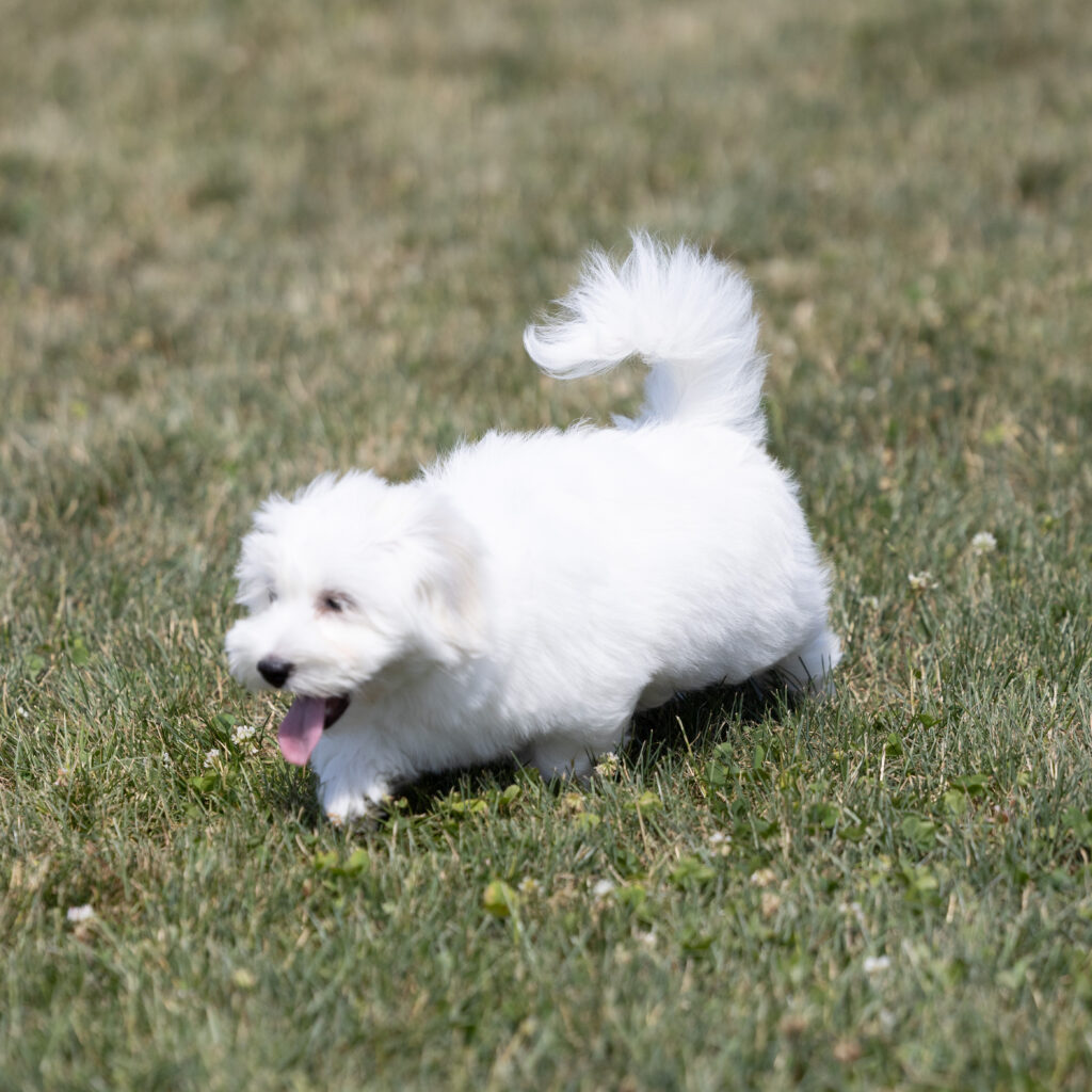 hypoallergenic small dogs coton