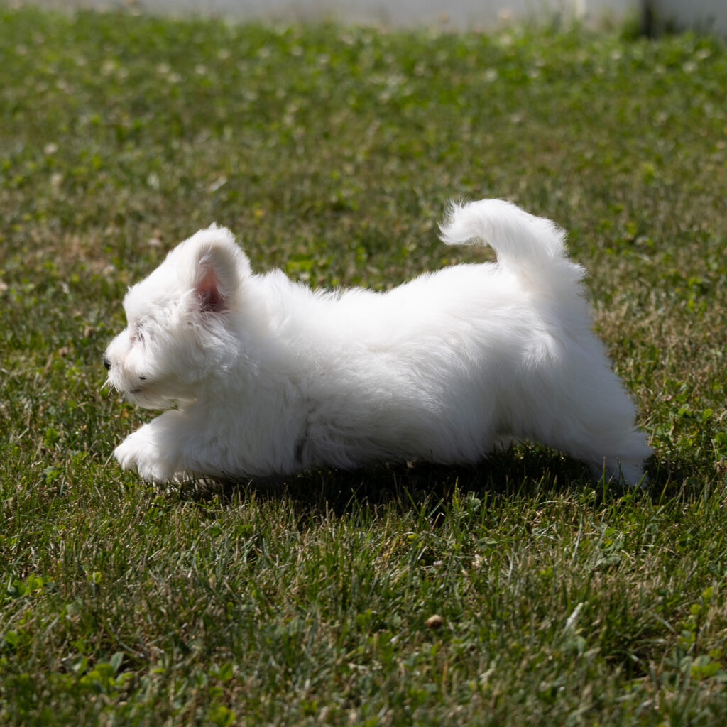 hypoallergenic small dogs coton de tulear