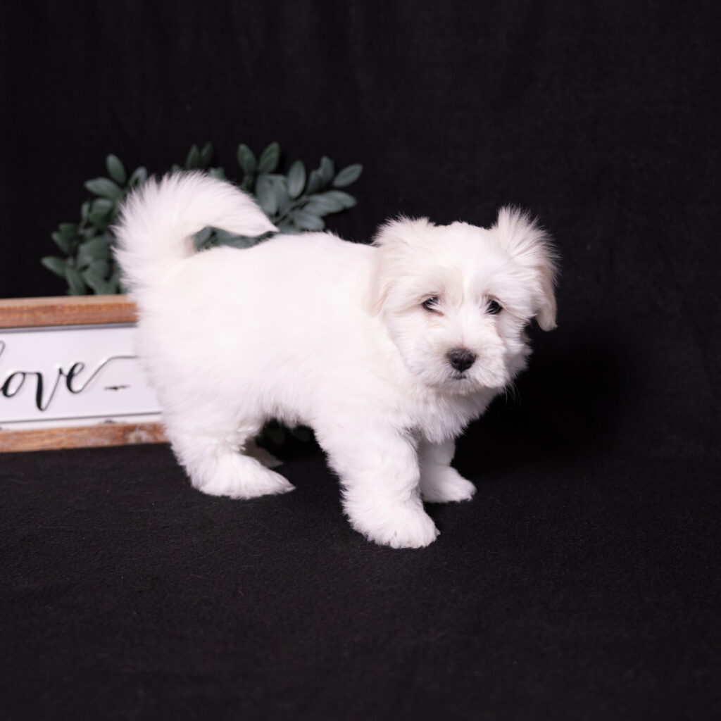 hypoallergenic small dogs for sale