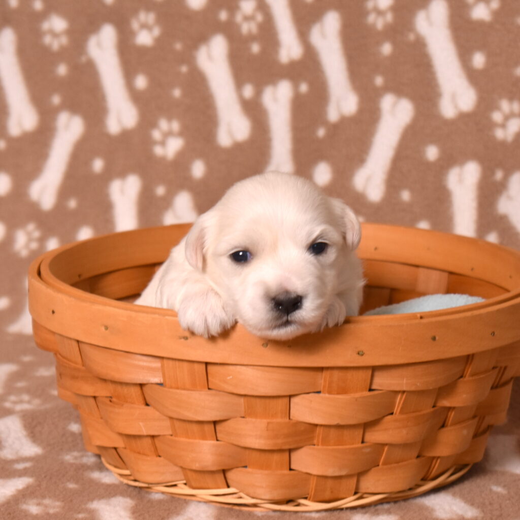 hypoallergenic small dogs for sale