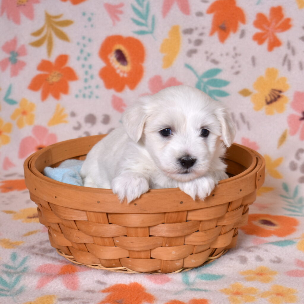 hypoallergenic small dogs for sale lancaster pa