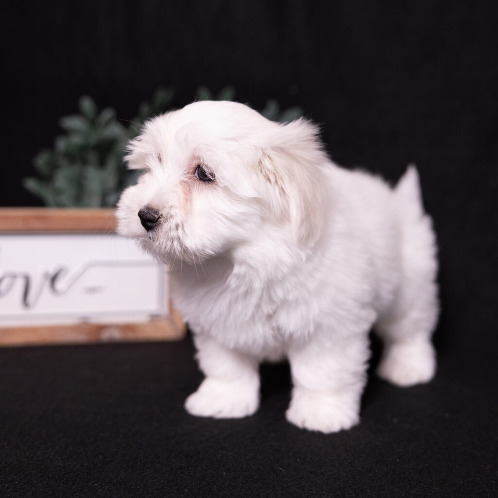 hypoallergenic small dogs for sale near me