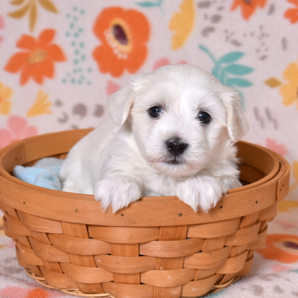 hypoallergenic small dogs for sale near me