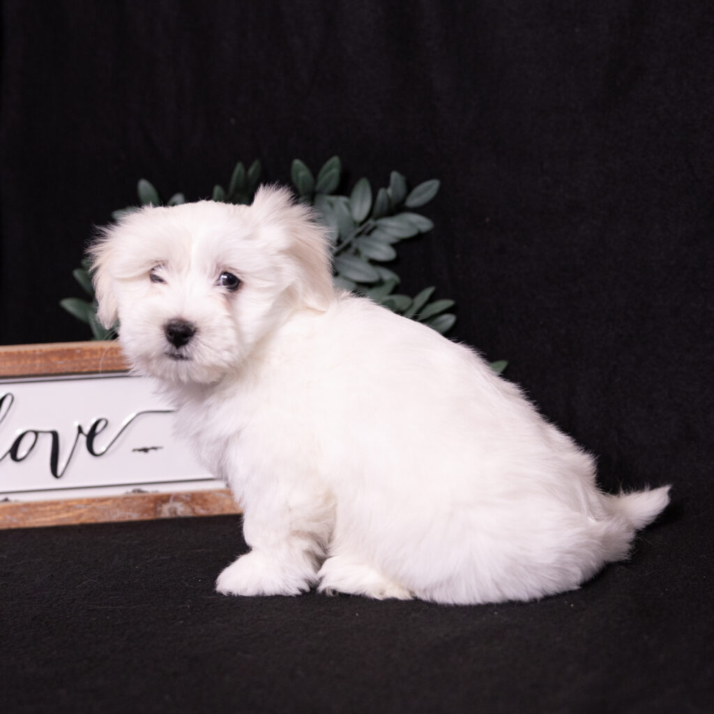 hypoallergenic small dogs for sale pa