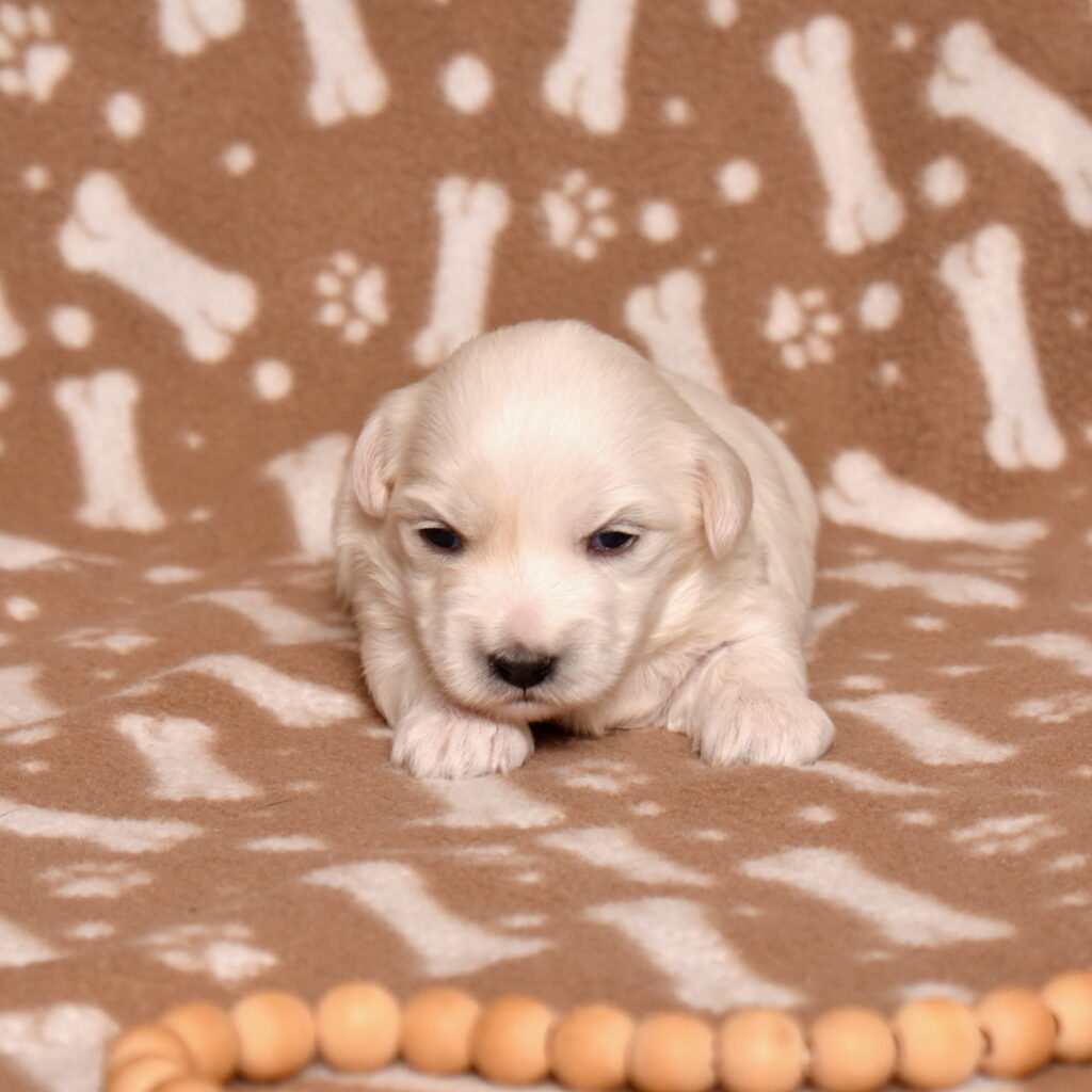 hypoallergenic small dogs for sale pa