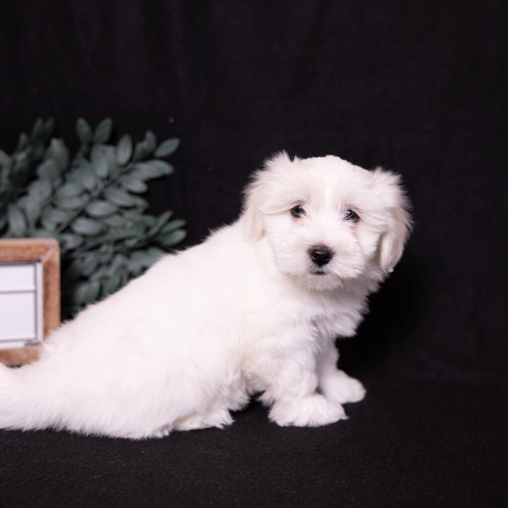 hypoallergenic small dogs lancaster pa