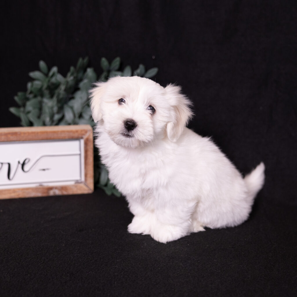 hypoallergenic small dogs lancaster pa for sale