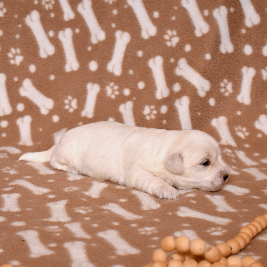 hypoallergenic small dogs near me for sale