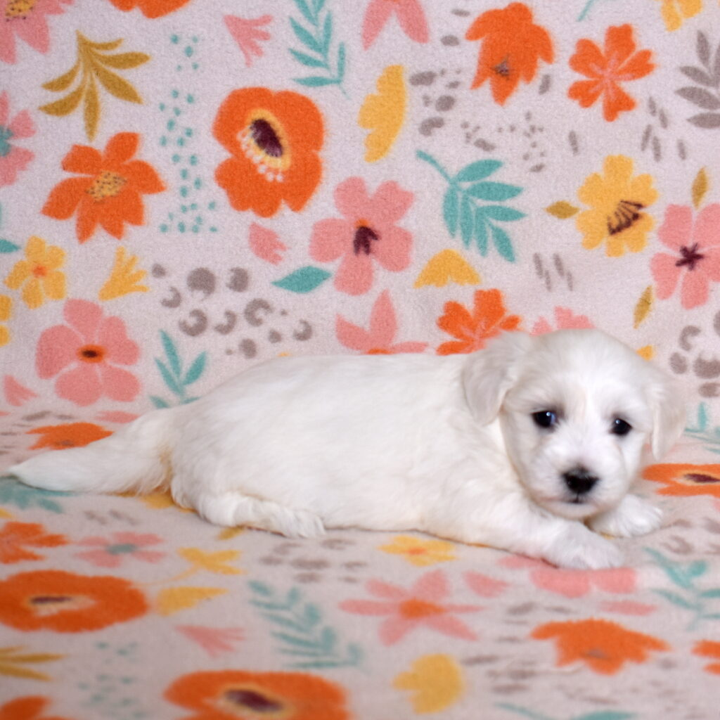 hypoallergenic small dogs puppies
