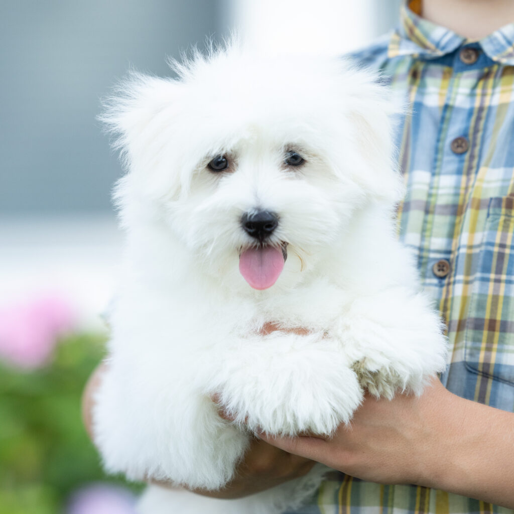 hypoallergenic small dogs puppy