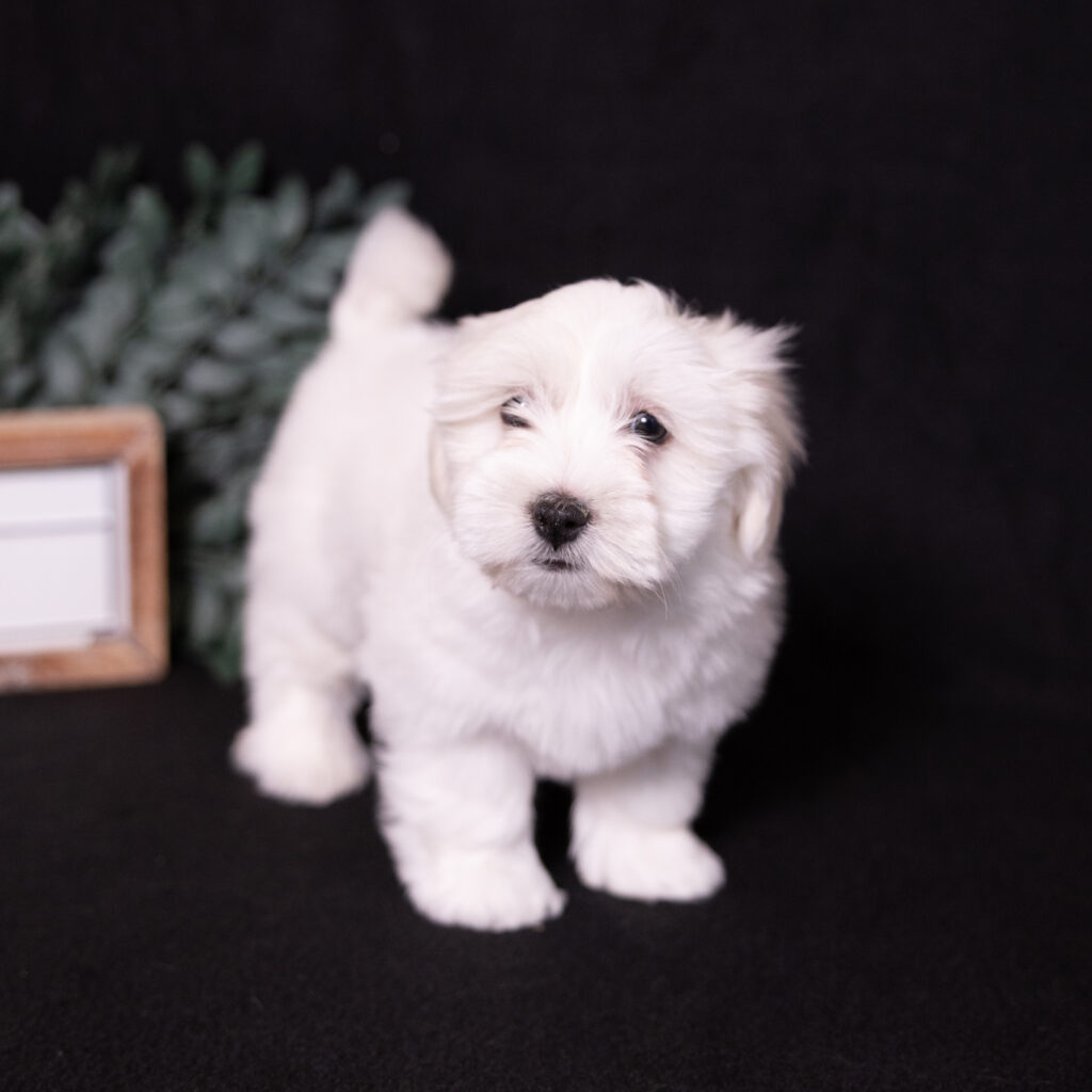hypoallergenic small dogs puppy