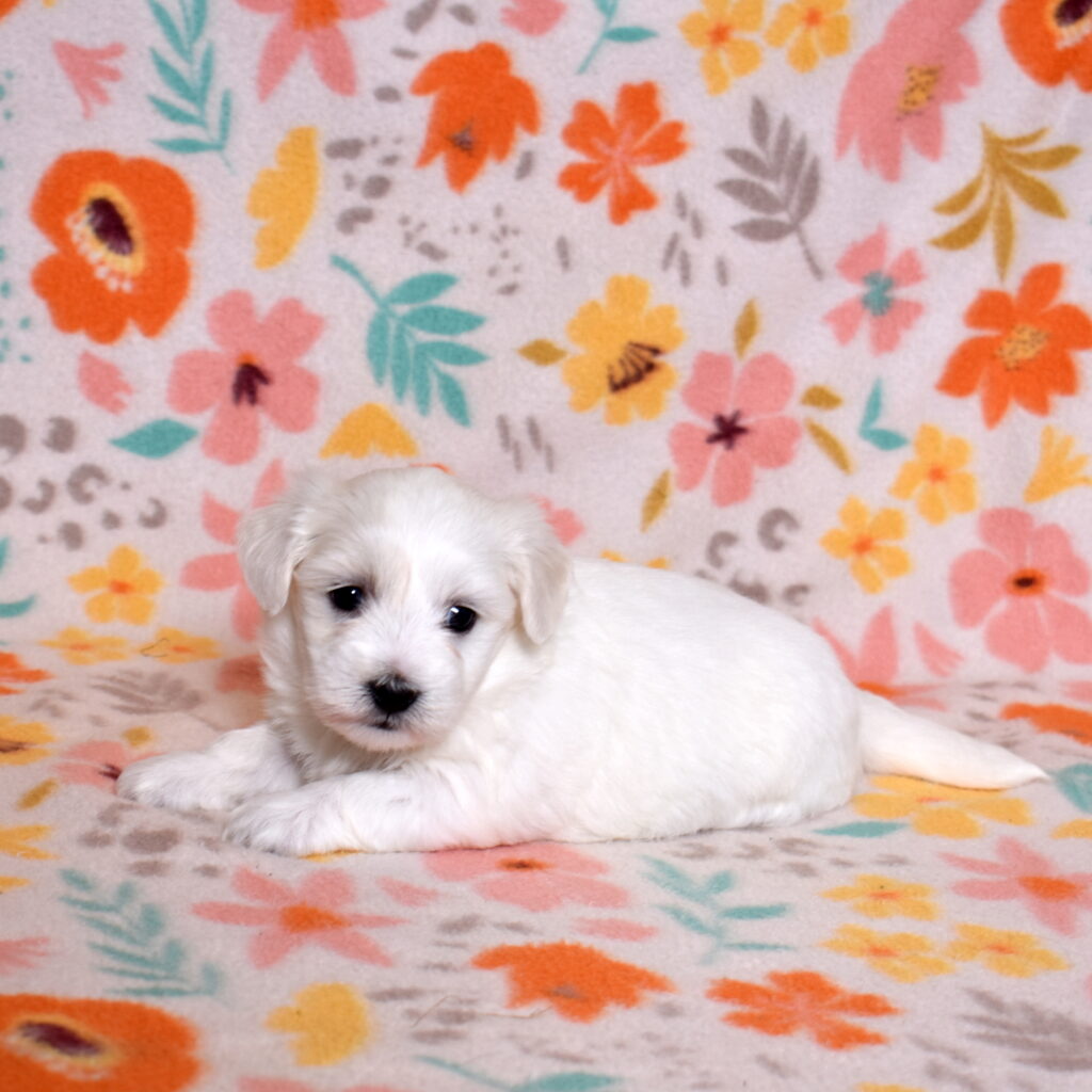 hypoallergenic small dogs types