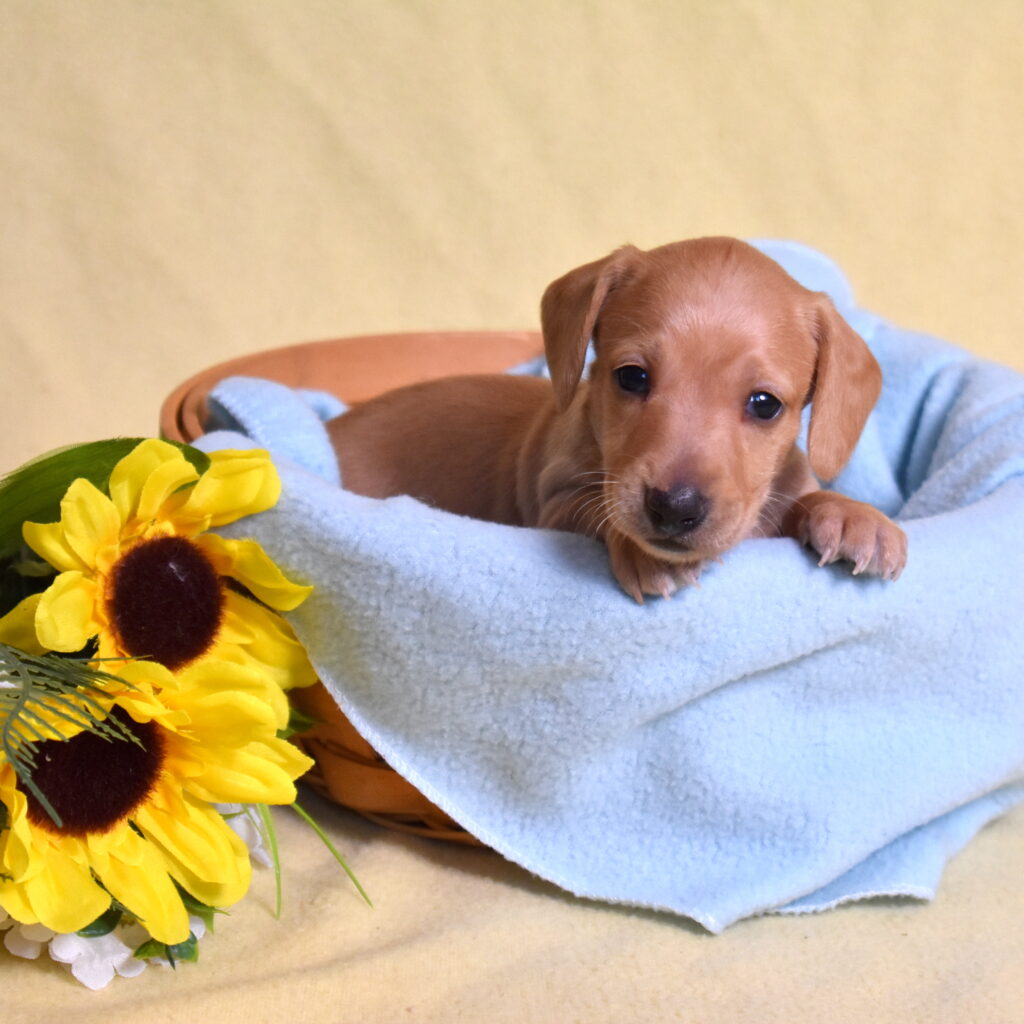 red Dachshund puppies