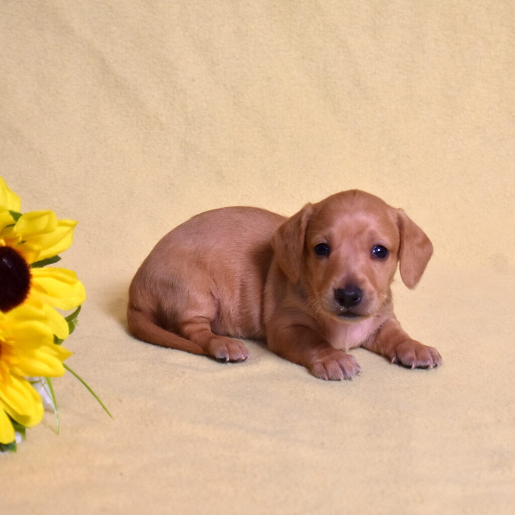 red Dachshund puppies breeder