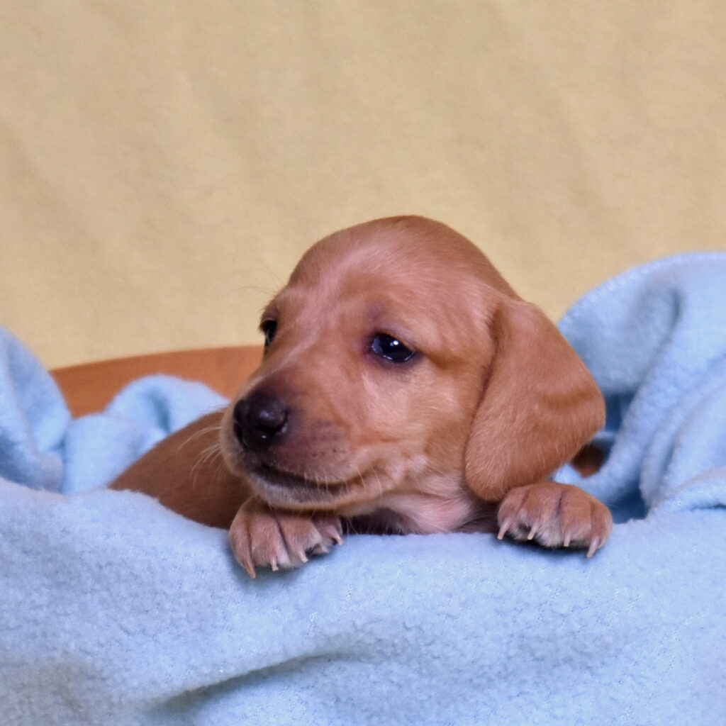 red Dachshund puppies for sake near me