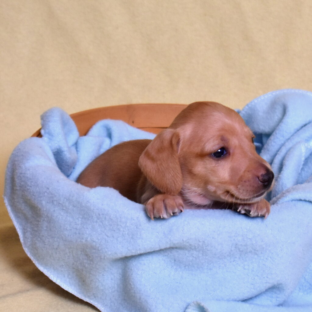 red Dachshund puppies for sale