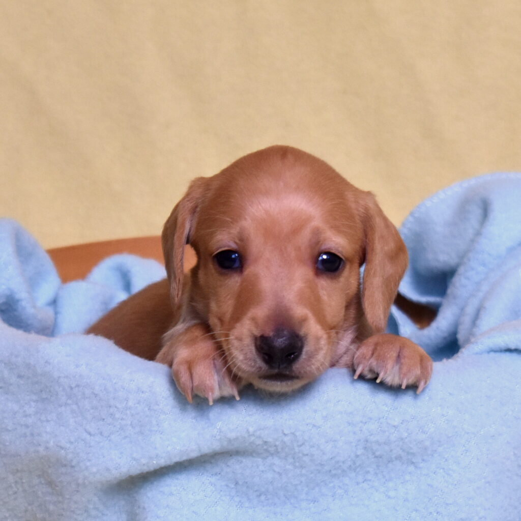 red Dachshund puppies lancaster pa