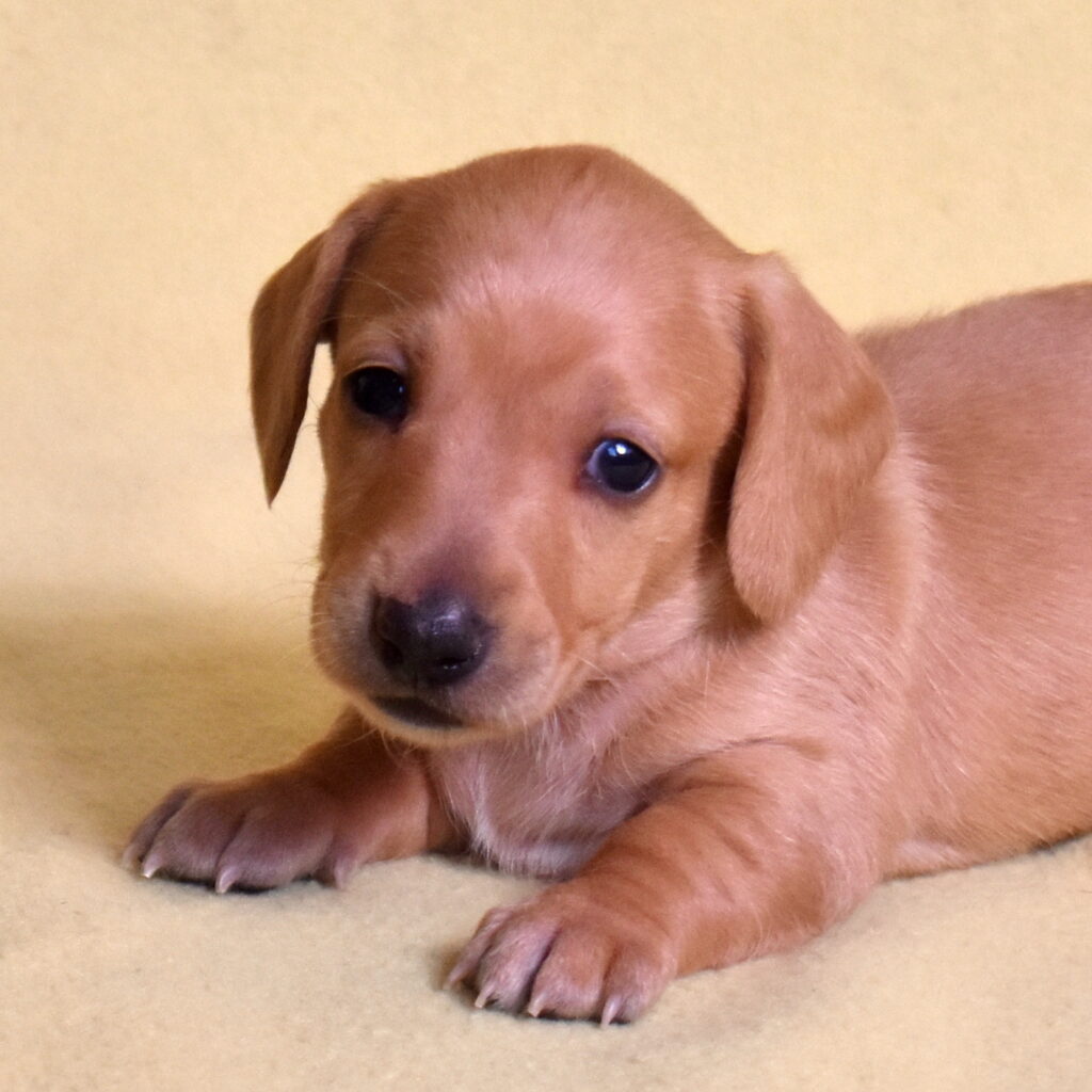 red Dachshund puppies pa