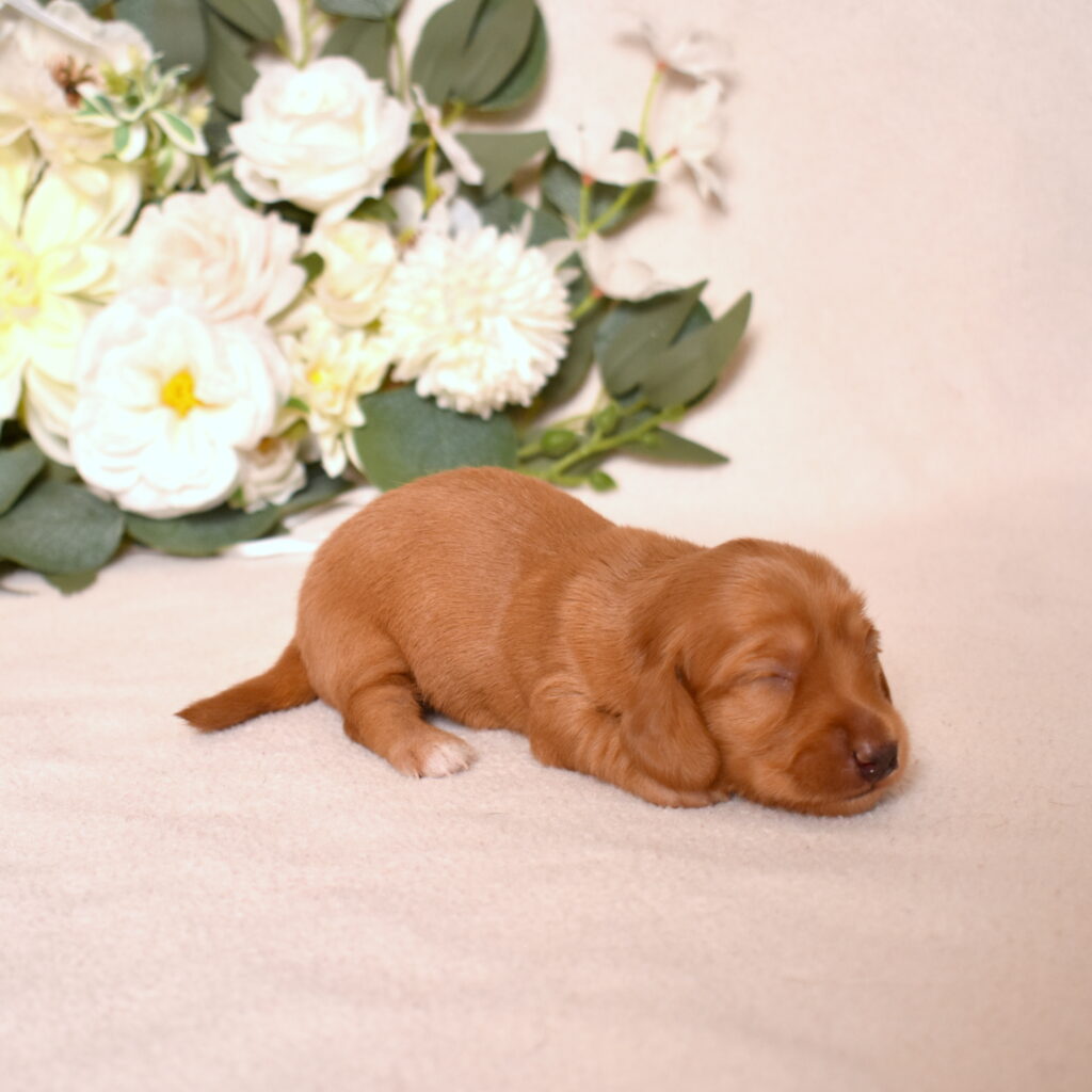 red dachshund puppies