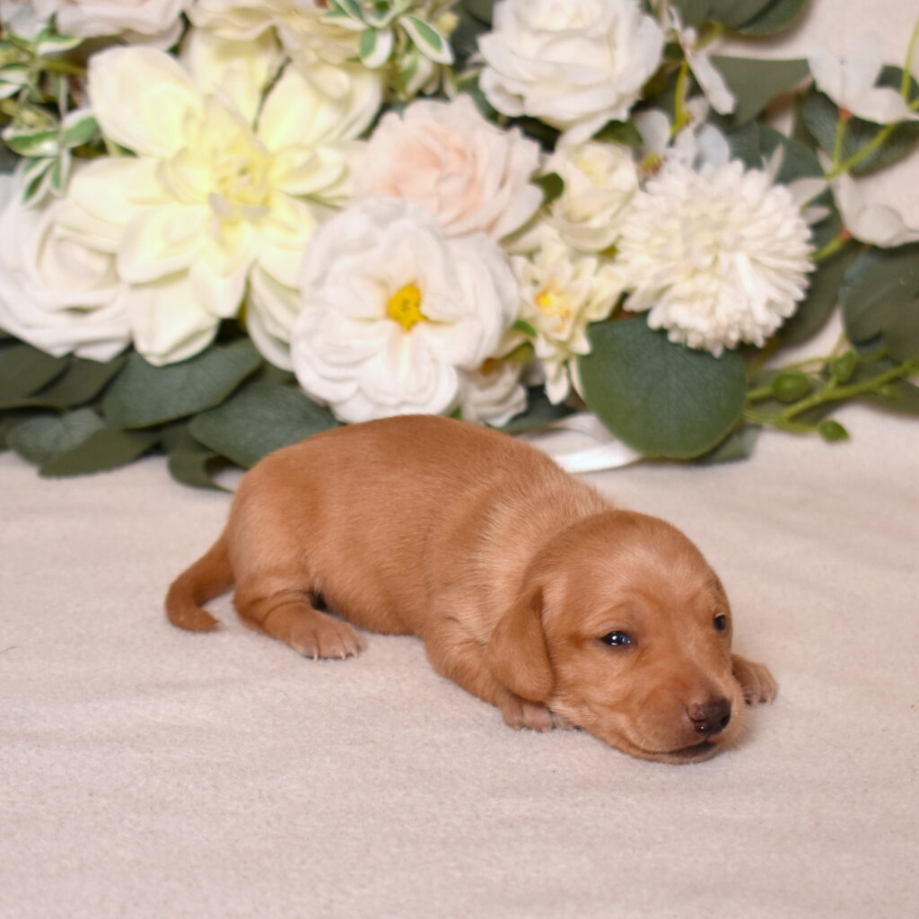 red dachshund puppies