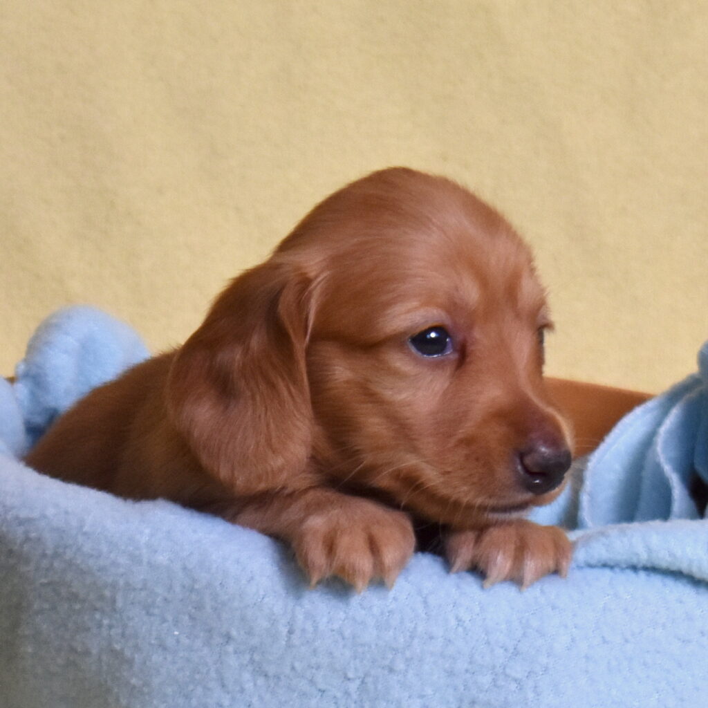 red dachshund puppies