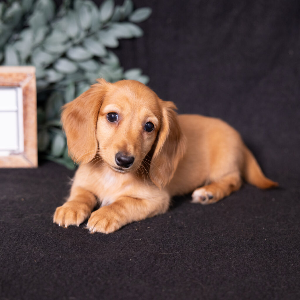 red dachshund puppies
