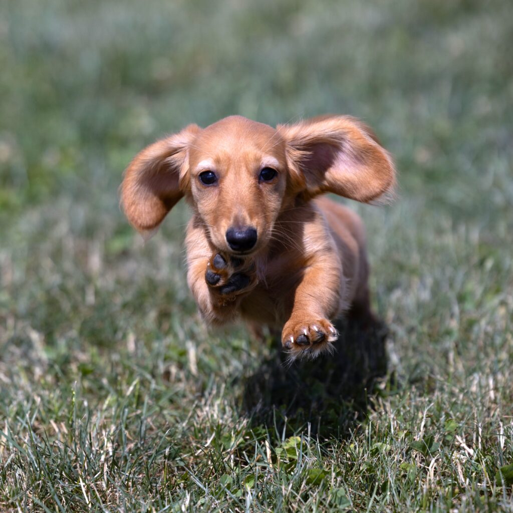 red dachshund puppies